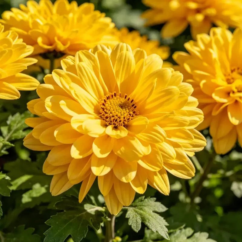 Perennial Sneezeweed Seeds - Verdseeds