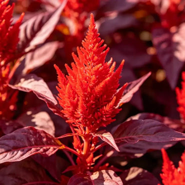 Phoenix Red leaves Red Flowers Cockscomb Seeds - Verdseeds