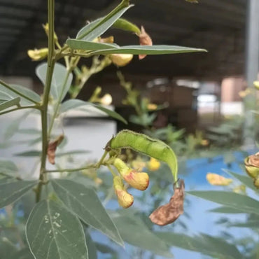 Pigeon Pea Seeds - Verdseeds