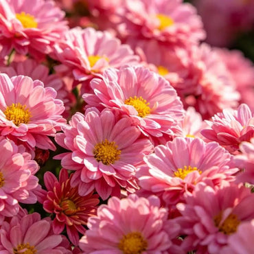 Pink African Marigold Seeds - Verdseeds