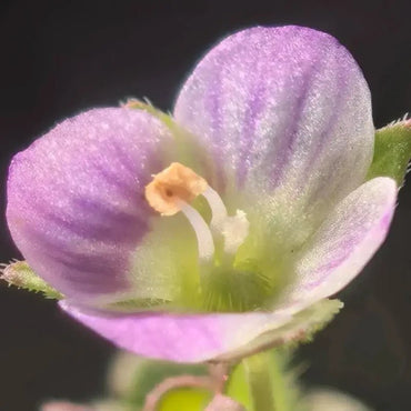 Pink Bird's Eye(Speedwell) Seeds - Verdseeds