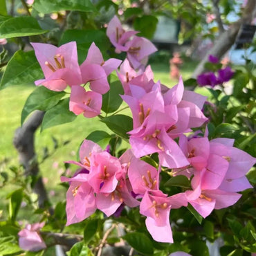 Pink Bougainvillea Seeds - Verdseeds