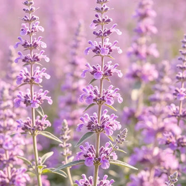Pink Butterfly Sage Seeds - Verdseeds