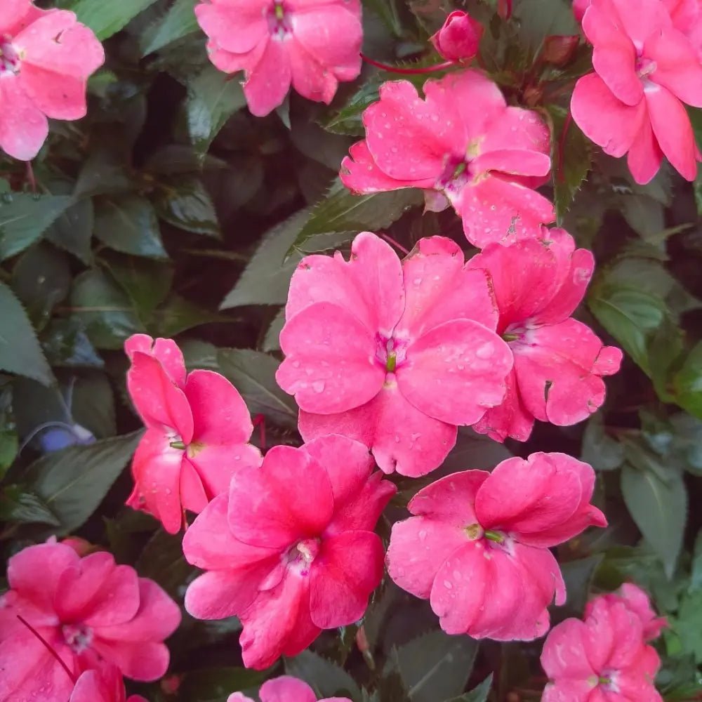 Pink Caesalpinia Pulcherrima Poinciana Seeds - Verdseeds