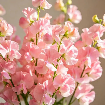 Pink Cut Flower Sweet Pea Seeds - Verdseeds
