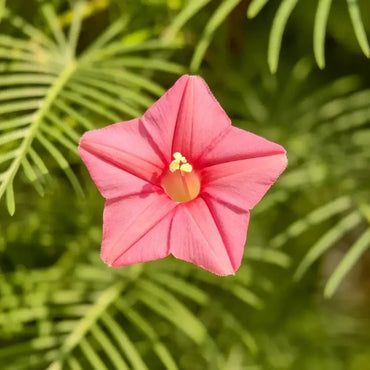 Pink Cypress Vine Seeds - Verdseeds