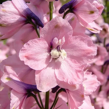 Pink Delphinium Seeds - Verdseeds