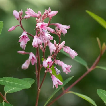 Pink Dogbane Seeds - Verdseeds