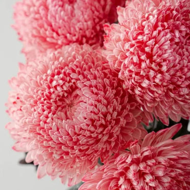 Pink Double Chrysanthemum Seeds - Verdseeds