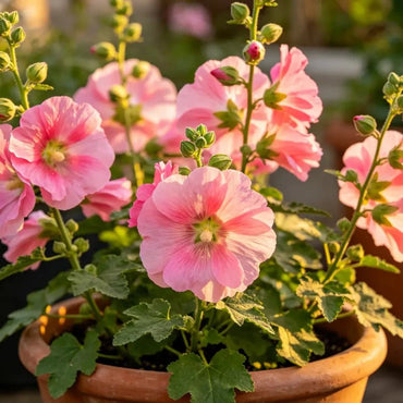 Pink Dwarf Hollyhock Seeds - Verdseeds