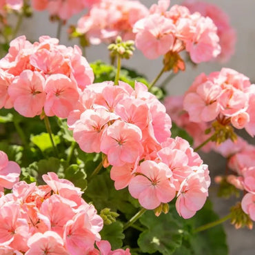 Pink Geranium Seeds - Verdseeds