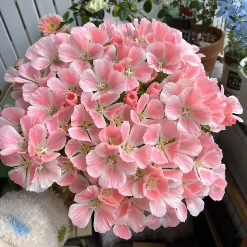 Pink Godetia Seeds - Verdseeds