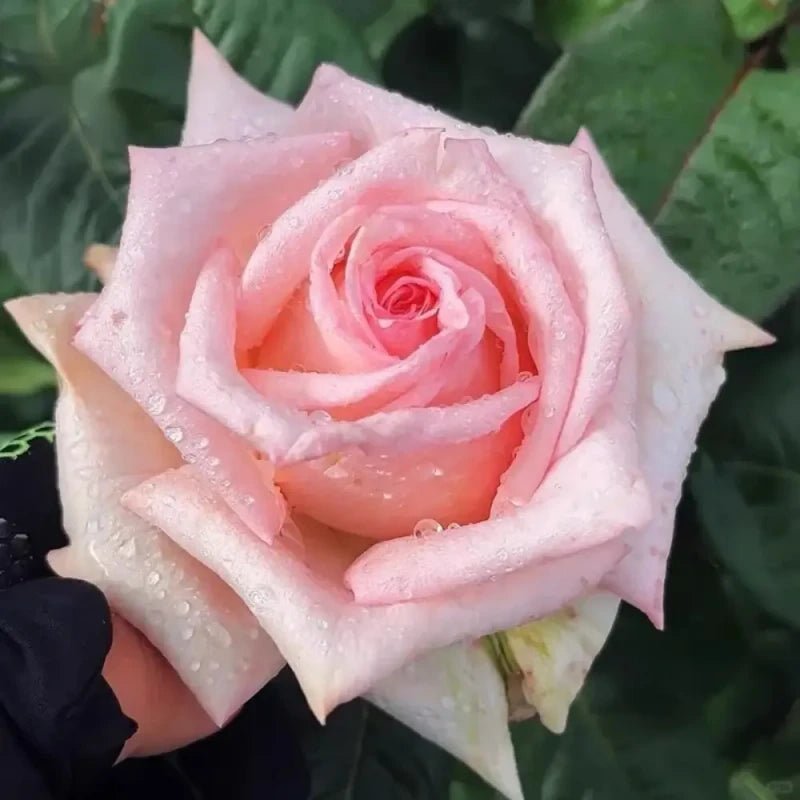 Pink Litchi Garden Rose Seeds - Verdseeds
