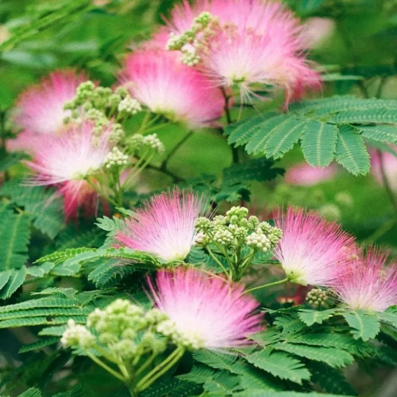Pink Mimosa Tree Seeds - Verdseeds