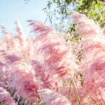 Pink Pampas Grass Seeds - Verdseeds