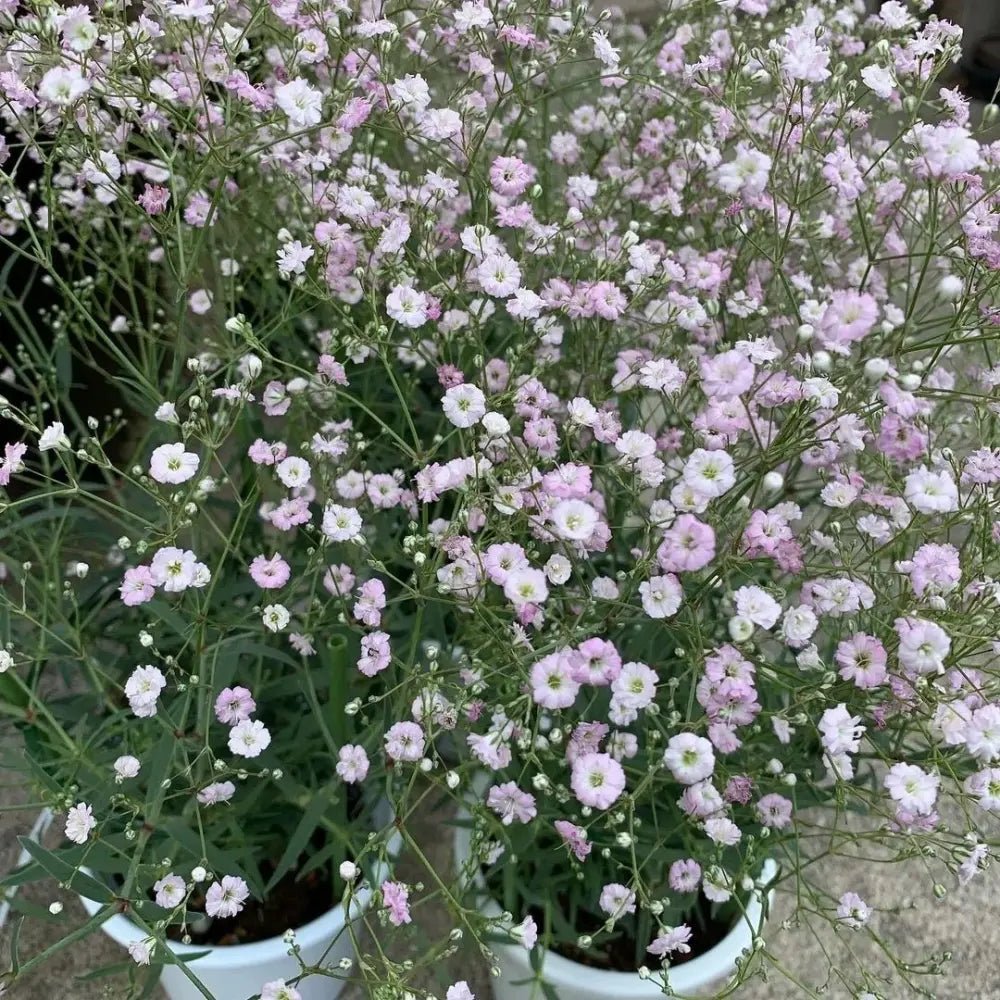 Pink Perennial Gypsophila Seeds - Verdseeds