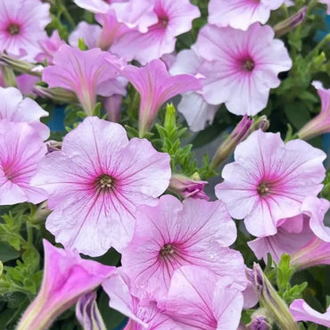 Pink Petunia Seeds - Verdseeds