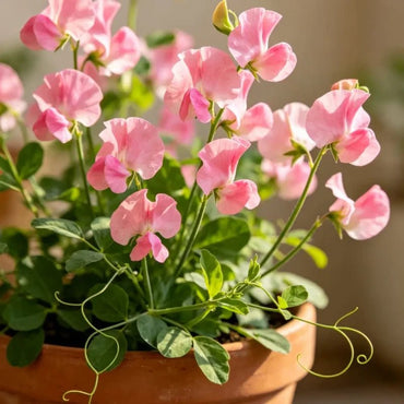 Pink Potted Sweet Pea - Verdseeds