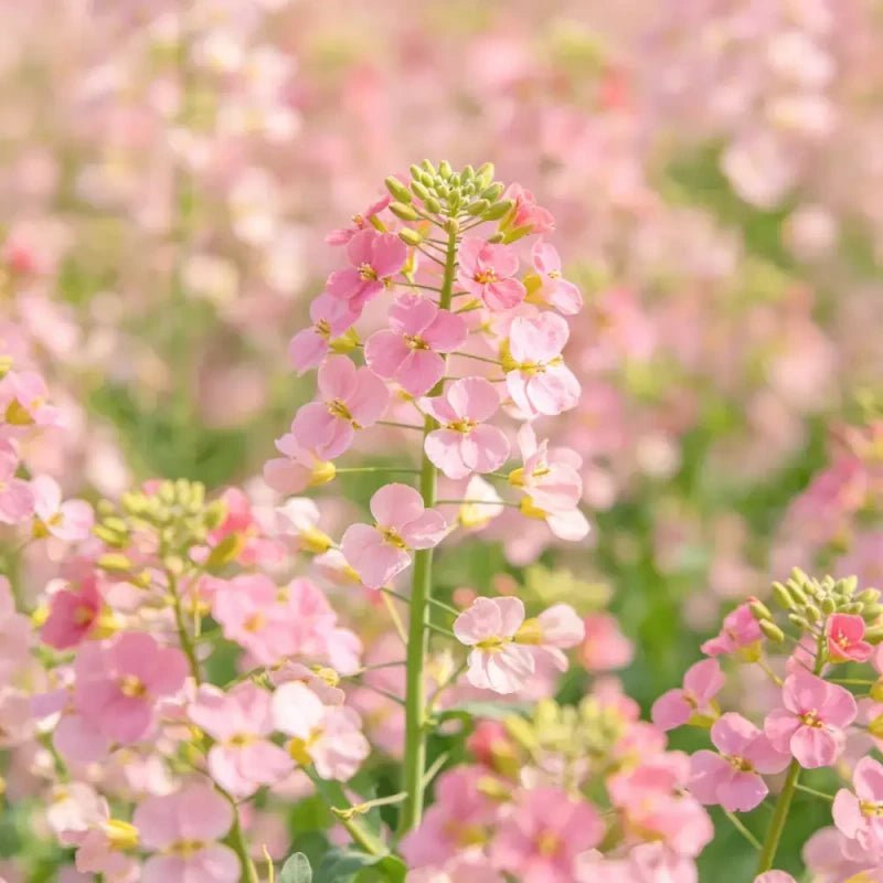 Pink Rock Cress Seeds - Verdseeds