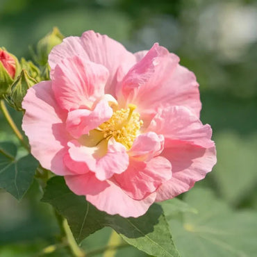 Pink Tree Mallow Seeds - Verdseeds
