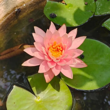 Pink Water Lily Seeds - Verdseeds