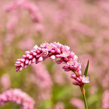 Pink‑headed Persicaria Seeds - Verdseeds