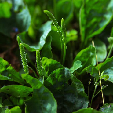 Plantain Seeds - Verdseeds