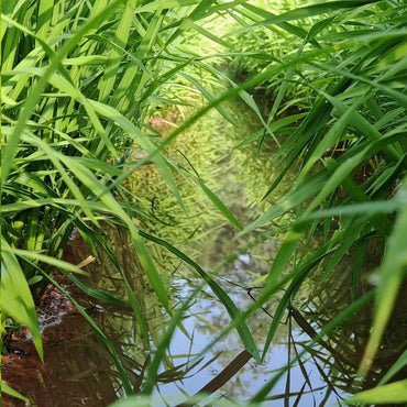 Poa annua Seeds - Verdseeds