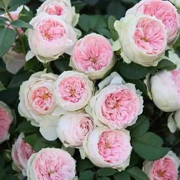 Pompon Veranda Garden Rose Seeds - Verdseeds