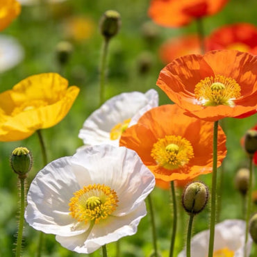 Poppy Seeds - Verdseeds