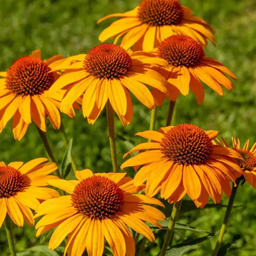 Prairie Coneflower Seeds - Verdseeds