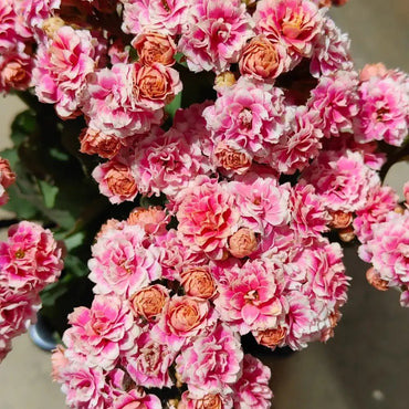 Princess Anna Kalanchoe Seeds - Verdseeds