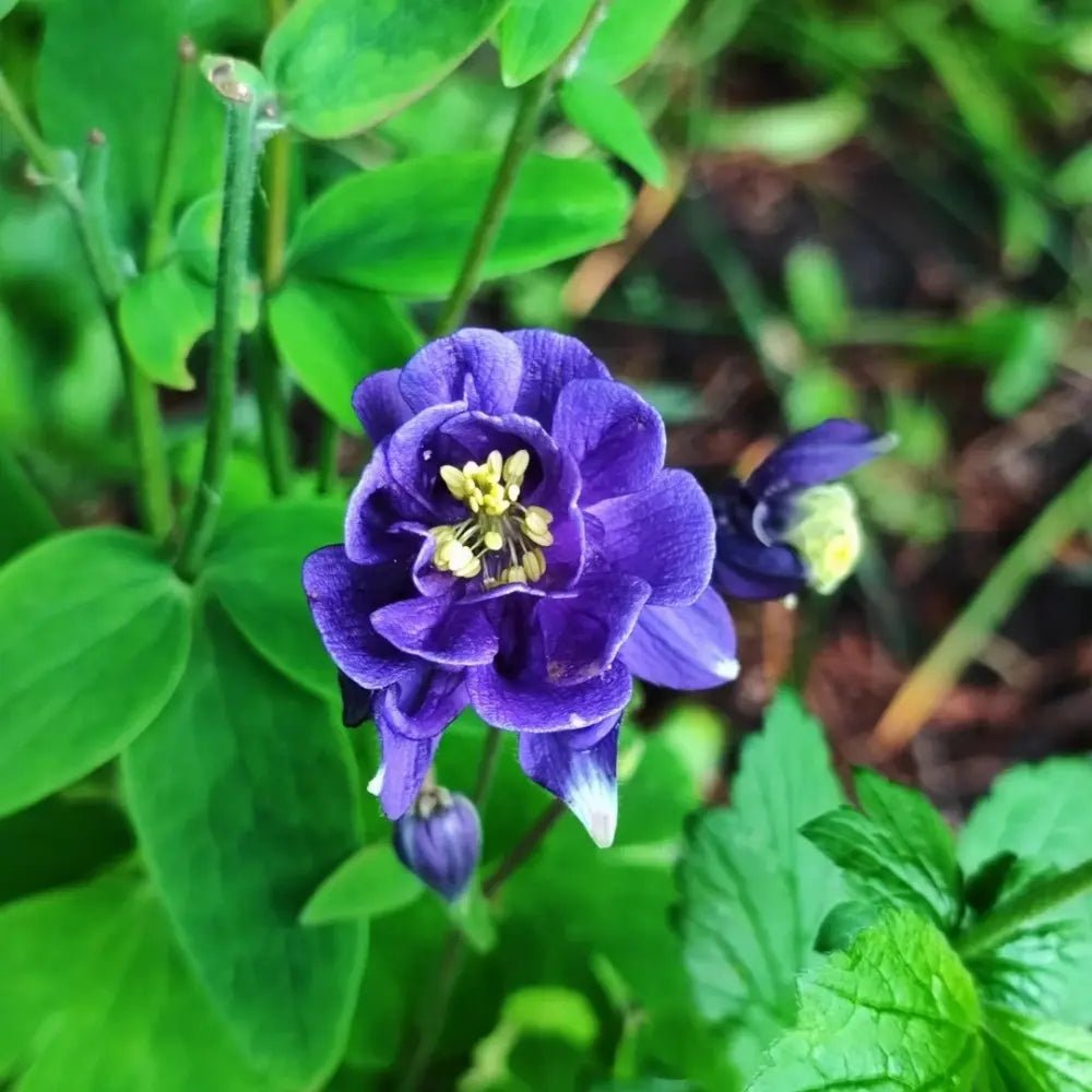 Purple Columbine - Verdseeds