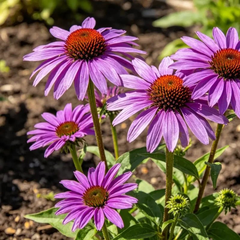 Purple Coneflower Seeds - Verdseeds