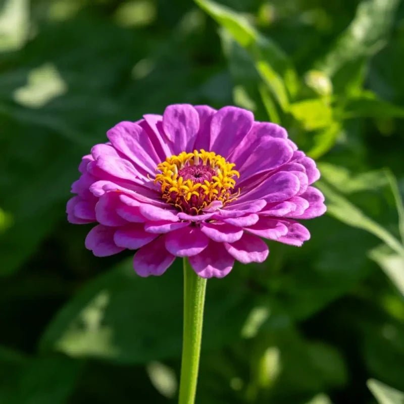 Purple Cornflower Seeds - Verdseeds