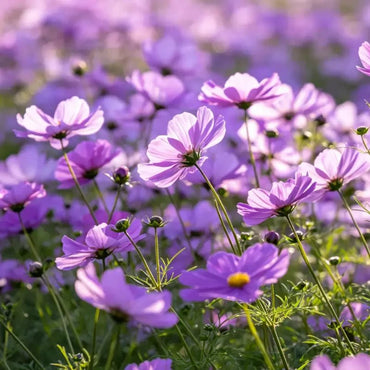 Purple Cosmos Seeds - Verdseeds