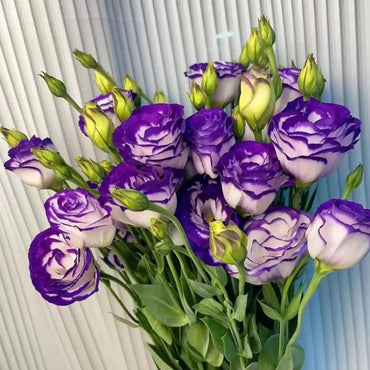 Purple-Edged Lisianthus Seeds - Verdseeds