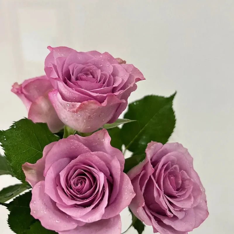 Purple Fairy Garden Rose Seeds - Verdseeds