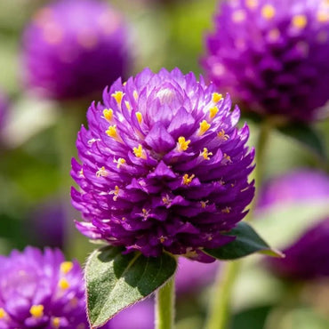 Purple Globe Amaranth Seeds - Verdseeds
