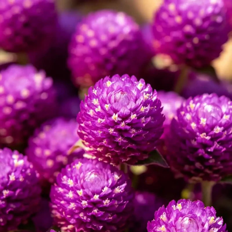 Purple Globe Amaranth Seeds - Verdseeds