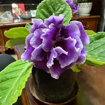 Purple Hibiscus Seeds - Verdseeds
