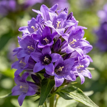 Purple Hound's Tongue Seeds - Verdseeds