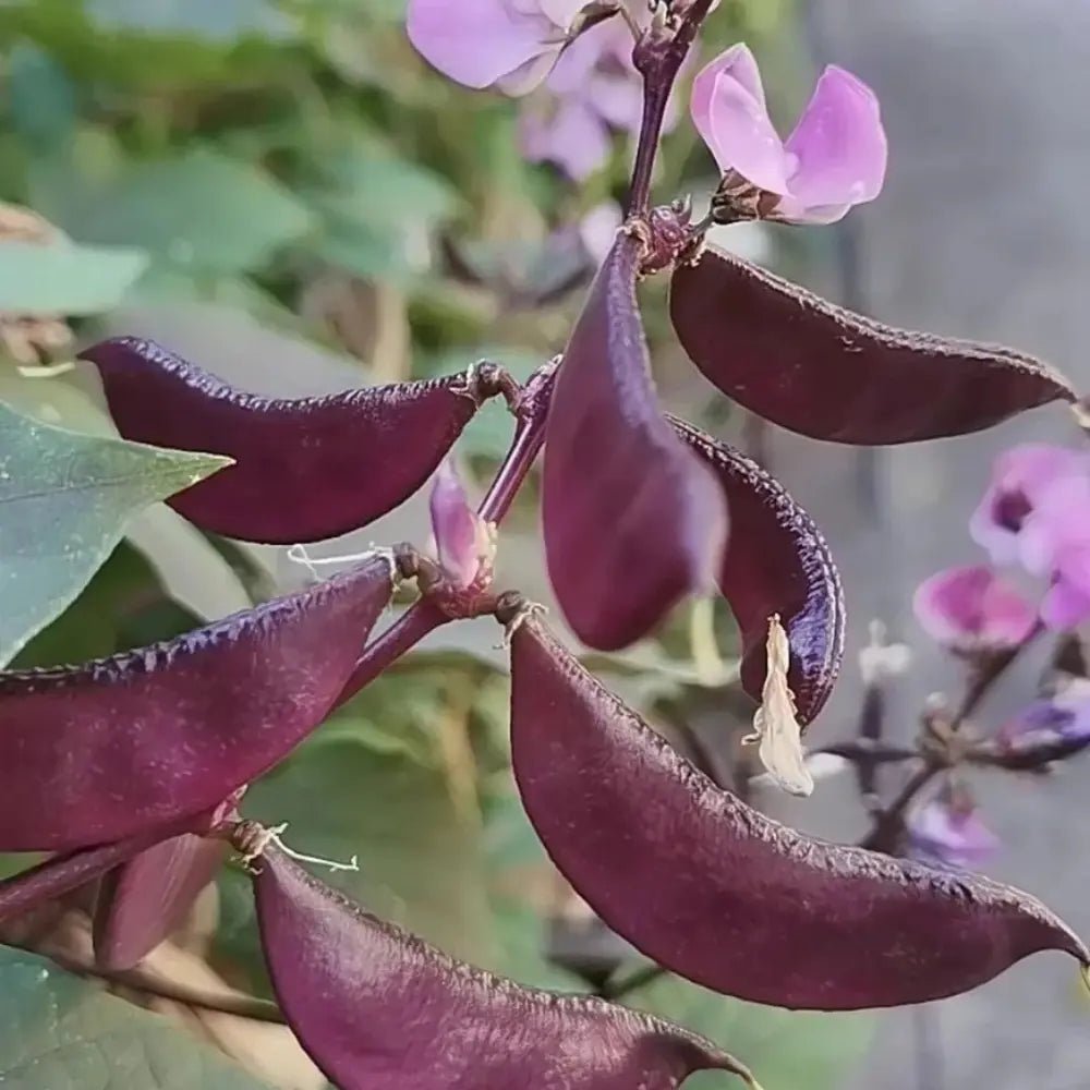 Purple Hyacinth Bean Seeds - Verdseeds