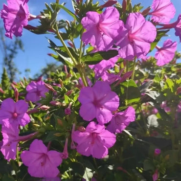 Purple Jasmine Seeds - Verdseeds
