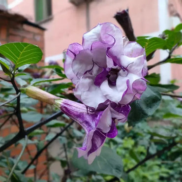 Purple Jimsonweed Seeds - Verdseeds