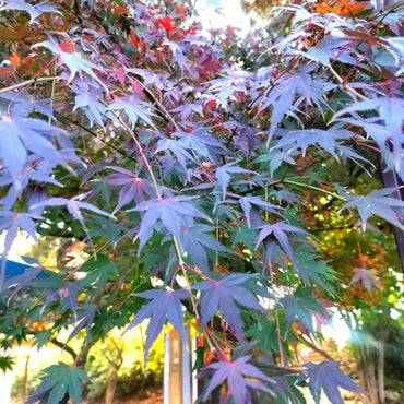 Purple-Leaf Red Maple Seeds - Verdseeds