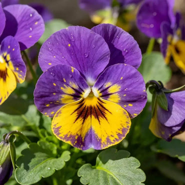 Purple Macula Pansy Seeds - Verdseeds