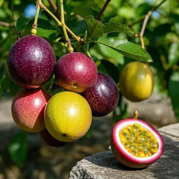 Purple Passion Fruit Seeds - Verdseeds