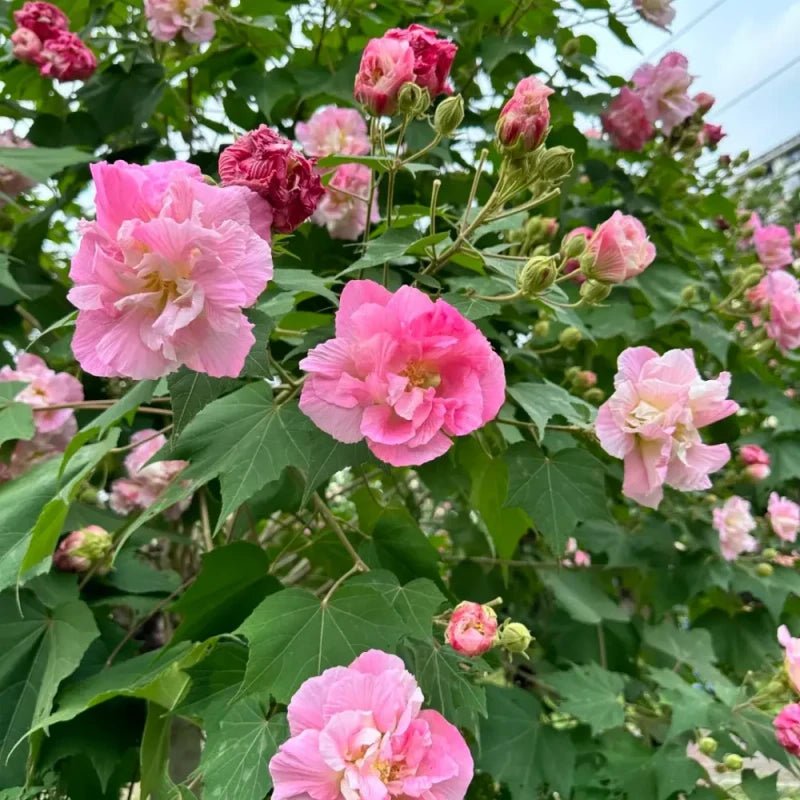 Purple-Pink Hibiscus Seeds - Verdseeds