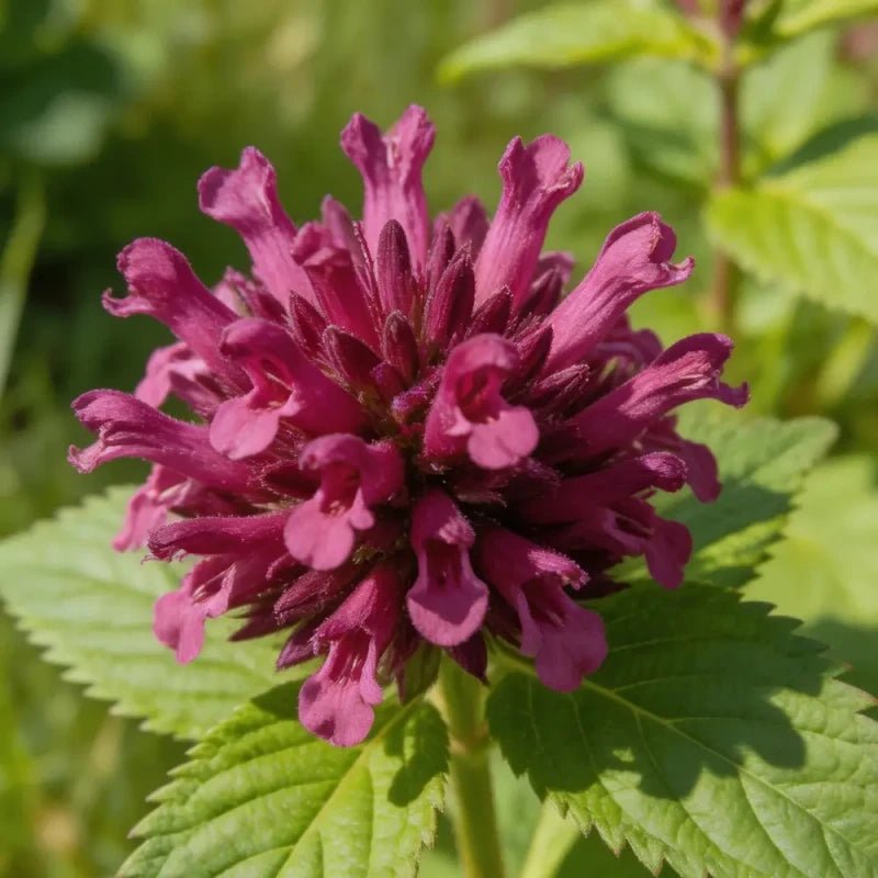 Purple red Mint Seeds - Verdseeds